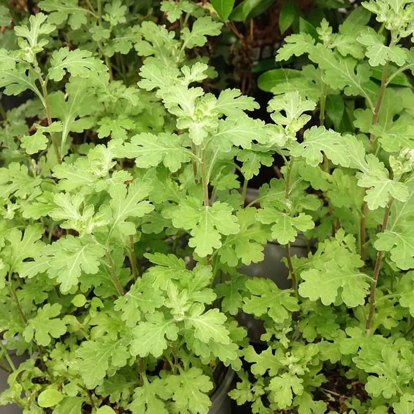 Chrysanthemum Nantyderry Sunshine - Crisantemo (Fogliame)