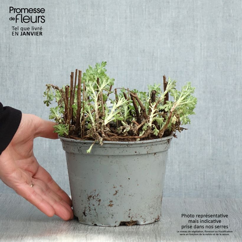 Chrysanthemum Nantyderry Sunshine - Crisantemo Vaso da 2L/3L esemplare consegnato in inverno