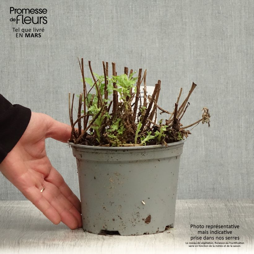 Chrysanthemum Nantyderry Sunshine - Crisantemo Vaso da 2L/3L esemplare consegnato in primavera