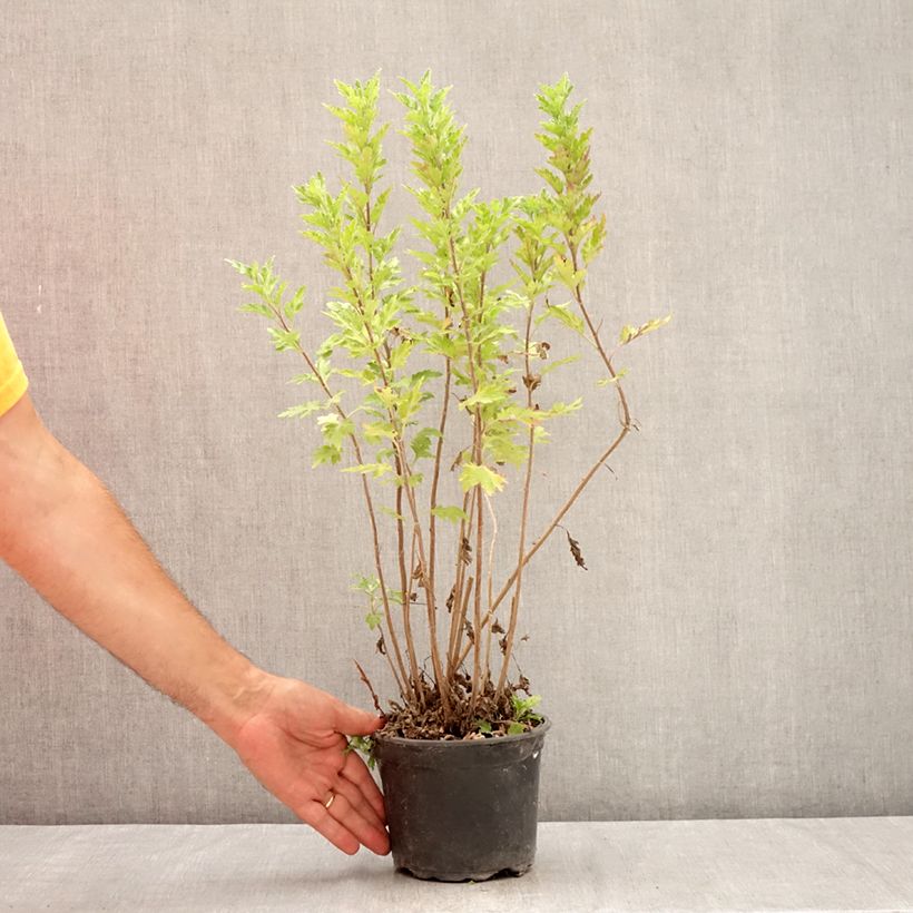 Esemplare di Chrysanthemum Oury - Crisantemo Vaso da 2L/3L consegnato in estate