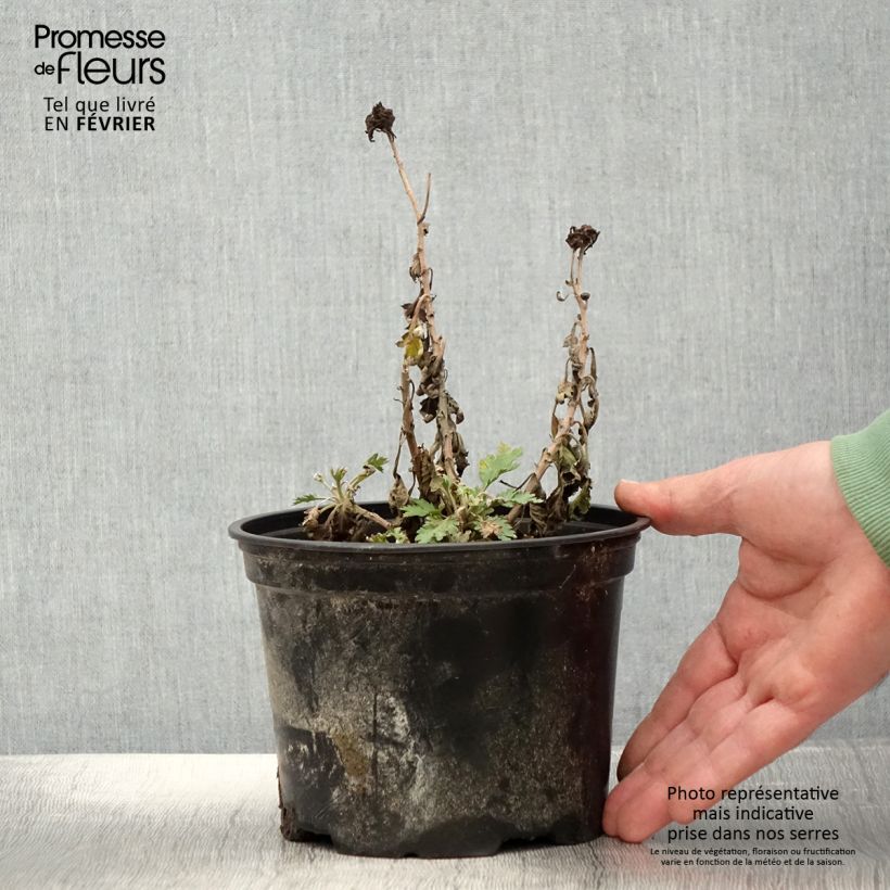 Chrysanthemum Oury - Crisantemo Vaso da 2L/3L esemplare consegnato in inverno
