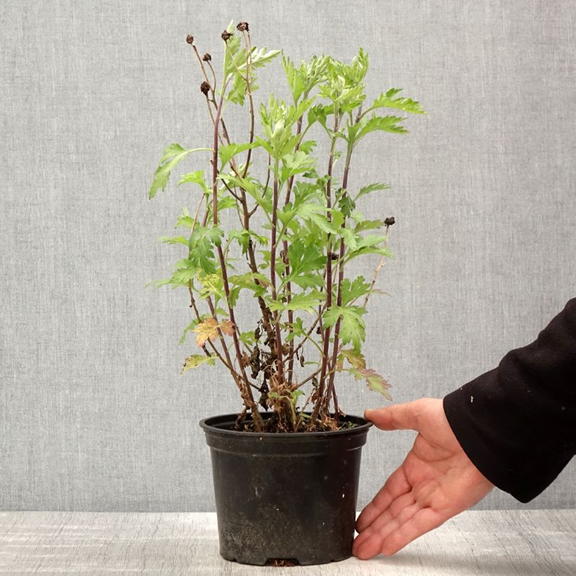 Chrysanthemum Oury - Crisantemo Vaso da 2L/3L esemplare consegnato in primavera