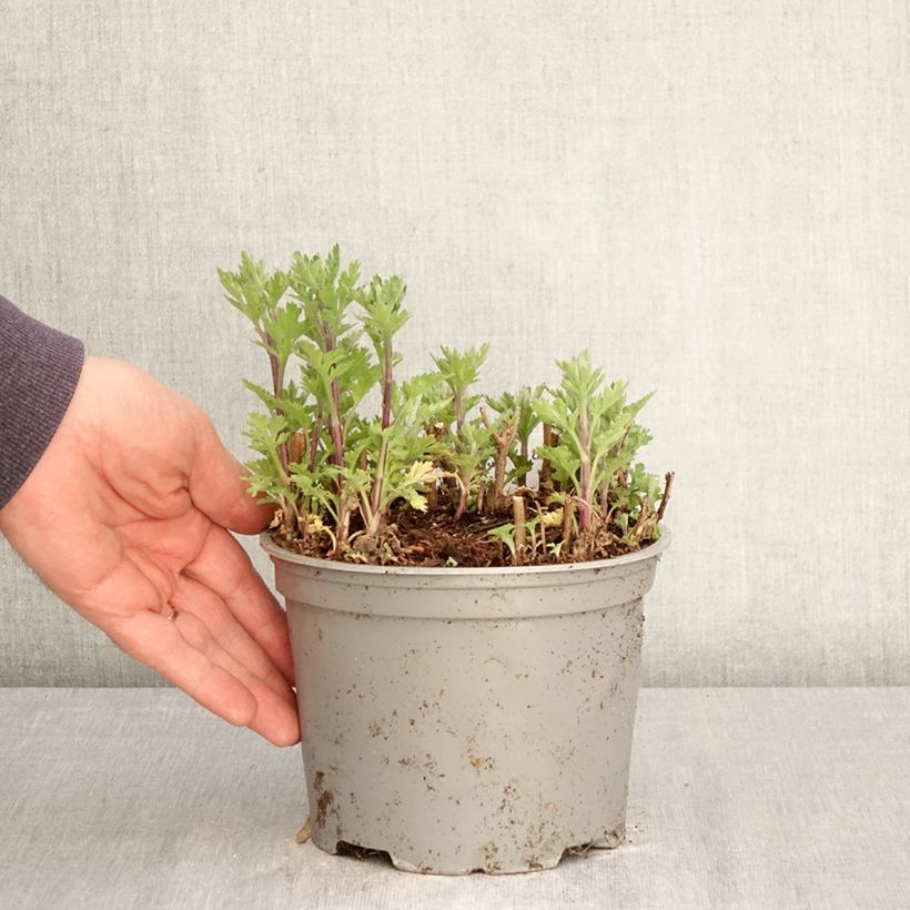 Chrysanthemum Rehauge - Crisantemo Vaso da 2L/3L esemplare consegnato in primavera