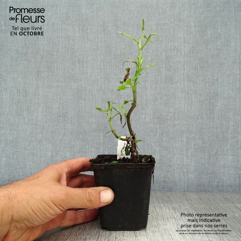 Esemplare di Chrysanthemum indicum Brennpunkt - Crisantemo Vasetto da 8/9 cm come consegnato in autunno