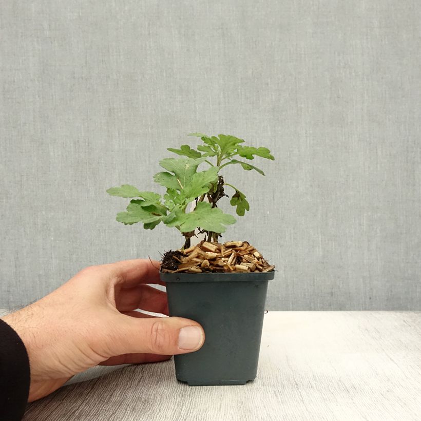Esemplare di Chrysanthemum indicum Poesie - Crisantemo Vasetto da 8/9 cm come consegnato in autunno