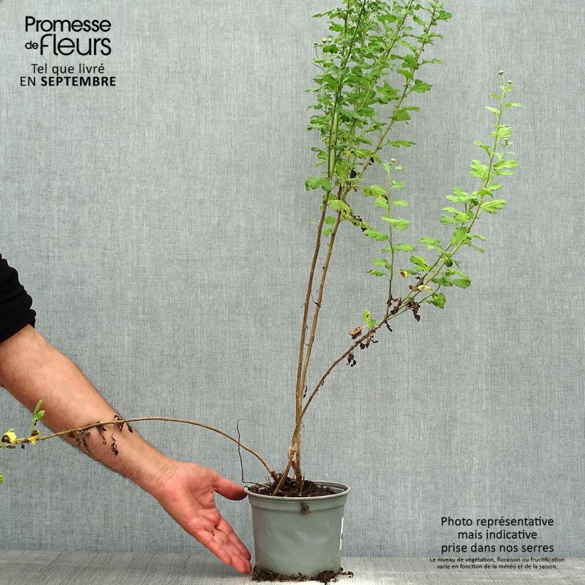 Esemplare di Chrysanthemum indicum Poesie - Crisantemo Vaso da 2L/3L come consegnato in autunno