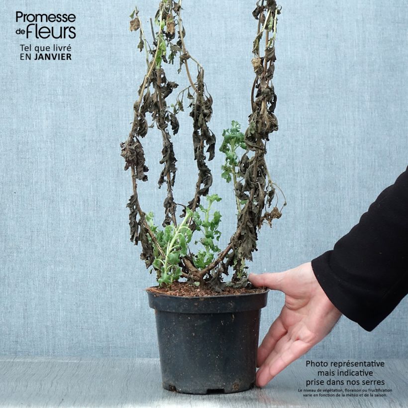 Chrysanthemum indicum Poesie - Crisantemo Vaso da 2L/3L esemplare consegnato in inverno