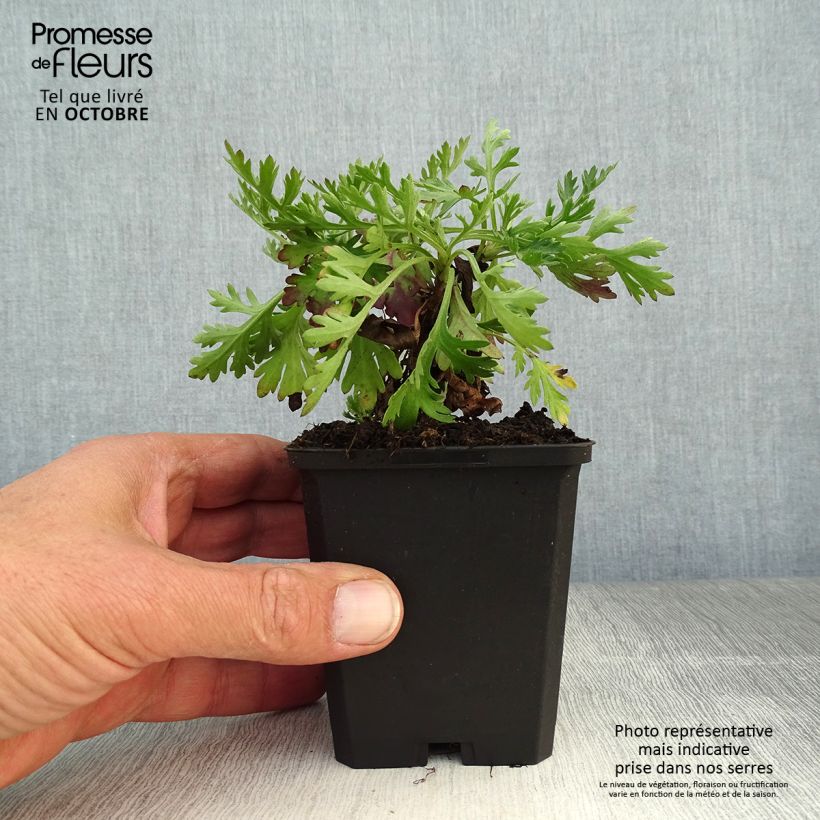 Esemplare di Chrysanthemum rubellum Clara Curtis - Crisantemo Vasetto da 8/9 cm come consegnato in autunno