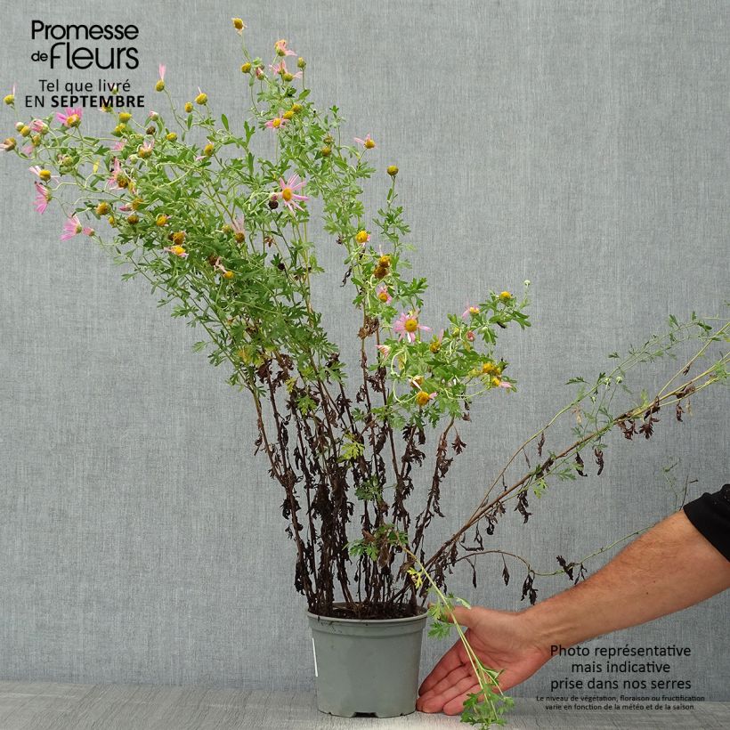Esemplare di Chrysanthemum rubellum Clara Curtis - Crisantemo Vaso da 2L/3L come consegnato in autunno