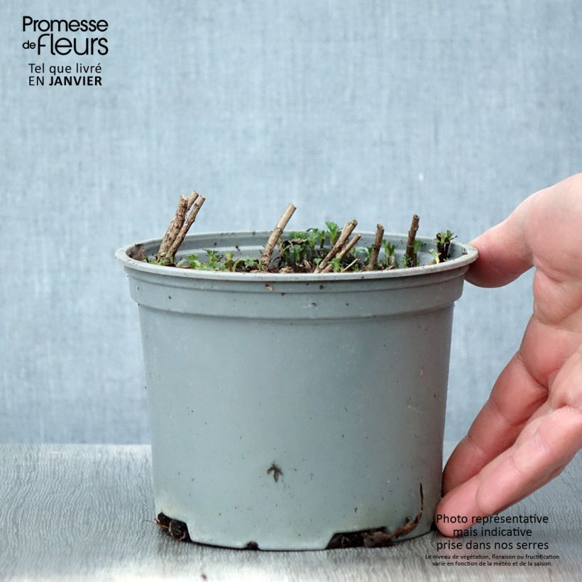 Chrysanthemum rubellum Clara Curtis - Crisantemo Vaso da 2L/3L esemplare consegnato in inverno