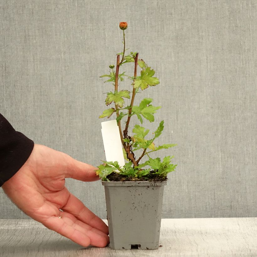 Esemplare di Chrysanthemum rubellum Dernier Soleil - Crisantemo Vasetto da 8/9 cm come consegnato in autunno