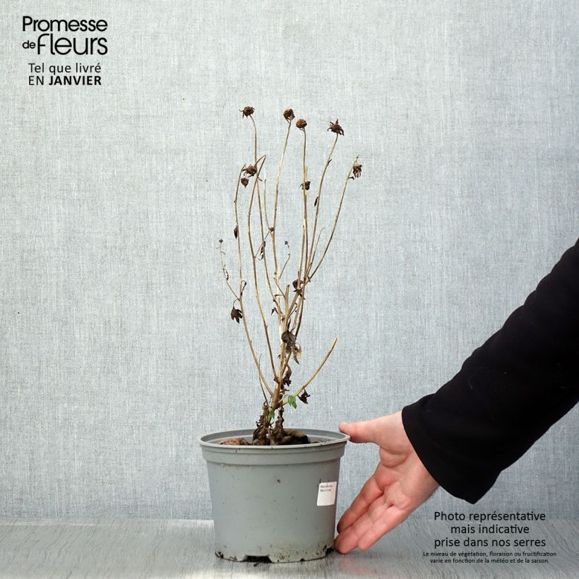 Chrysanthemum rubellum Dernier Soleil - Crisantemo Vaso da 2L/3L esemplare consegnato in inverno