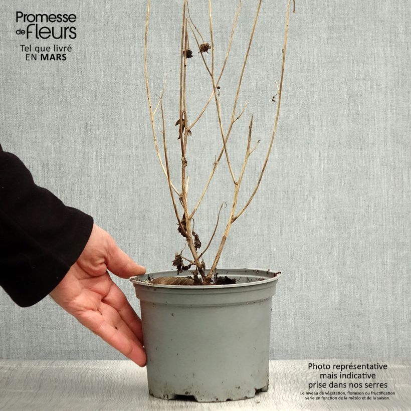 Chrysanthemum rubellum Dernier Soleil - Crisantemo Vaso da 2L/3L esemplare consegnato in primavera