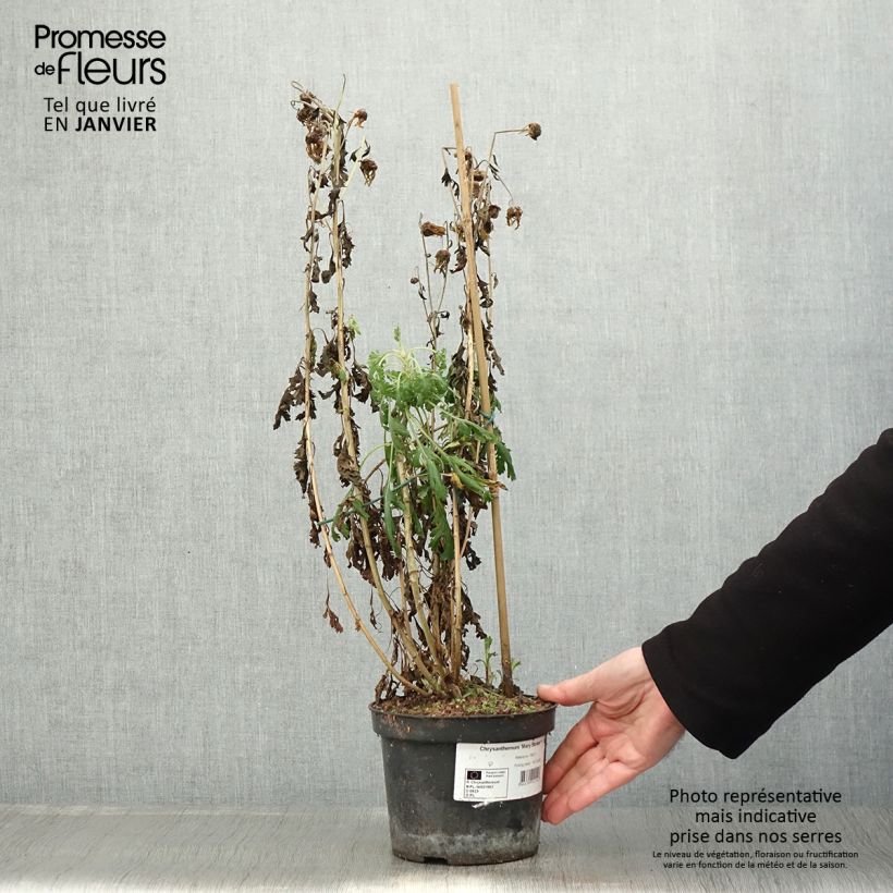 Chrysanthemum rubellum Mary Stoker - Crisantemo Vaso da 2L/3L esemplare consegnato in inverno