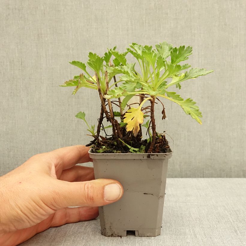 Esemplare di Chrysanthemum arcticum Roseum - Crisantemo Vasetto da 8/9 cm consegnato in estate