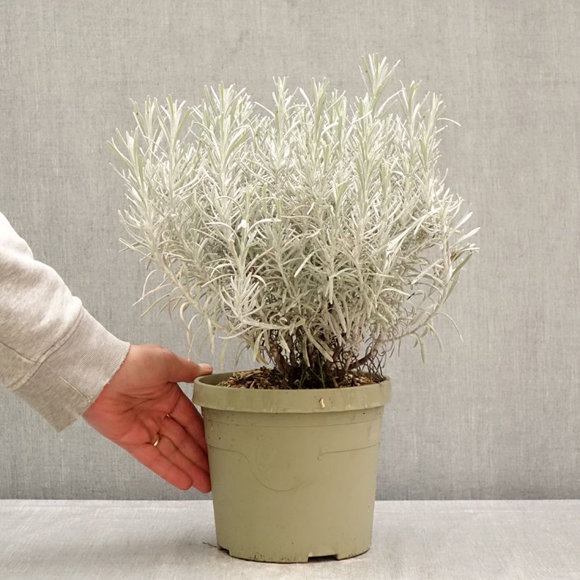 Chrysocephalum apiculatum Korma - Chrysocephalum apiculatum Vaso da 3L/4L esemplare consegnato in primavera