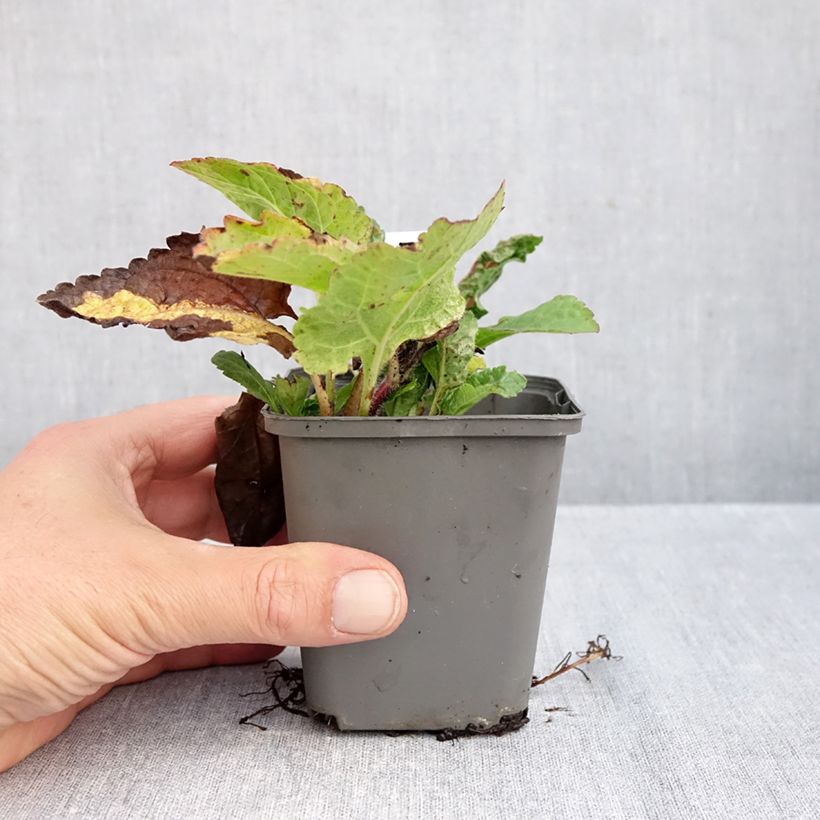 Esemplare di Chrysogonum virginianum André Viette Vasetto da 8/9 cm come consegnato in autunno