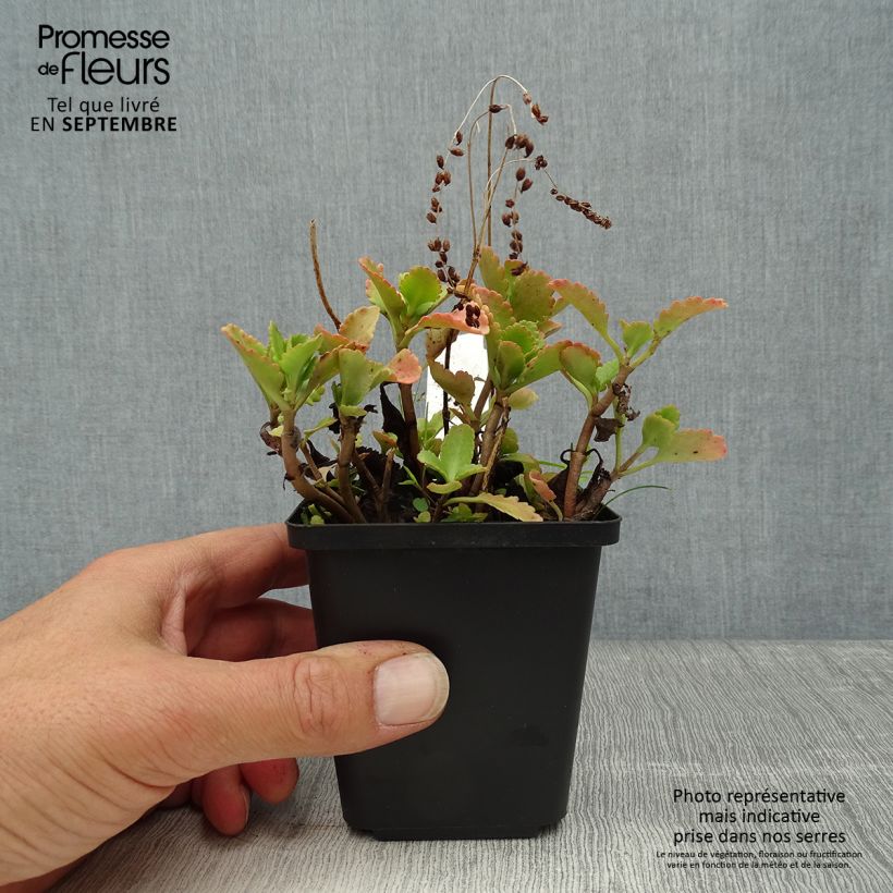 Esemplare di Chrysosplenium oppositifolium - Erba milza con foglie opposte Vasetto da 8/9 cm come consegnato in autunno