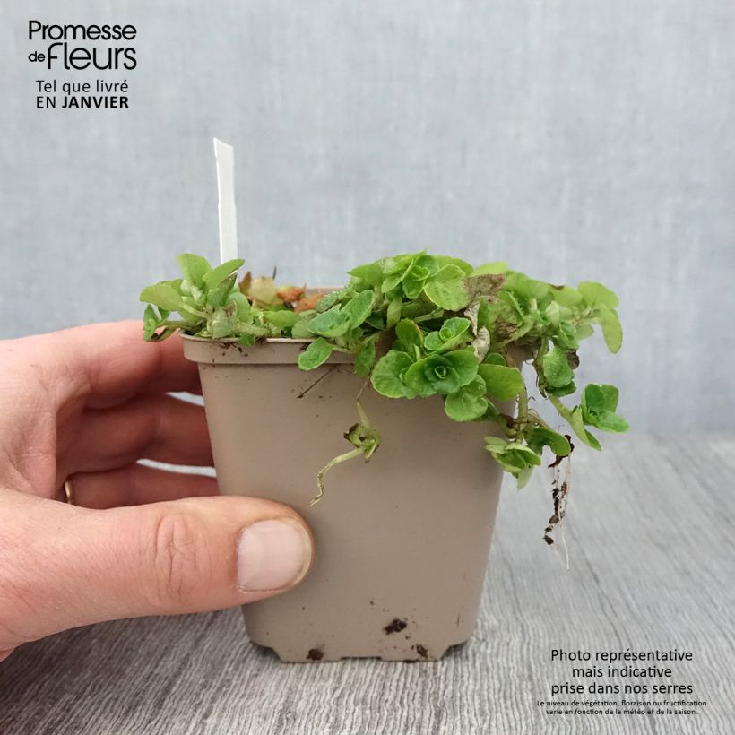 Chrysosplenium oppositifolium - Erba milza con foglie opposte Vasetto da 8/9 cm esemplare consegnato in inverno