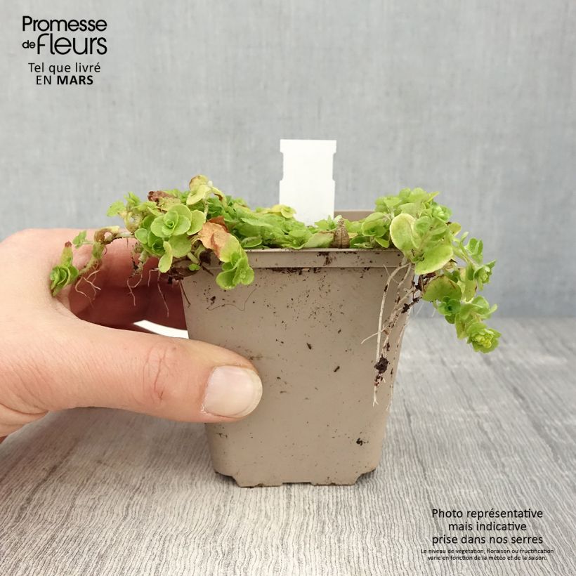 Chrysosplenium oppositifolium - Erba milza con foglie opposte Vasetto da 8/9 cm esemplare consegnato in primavera