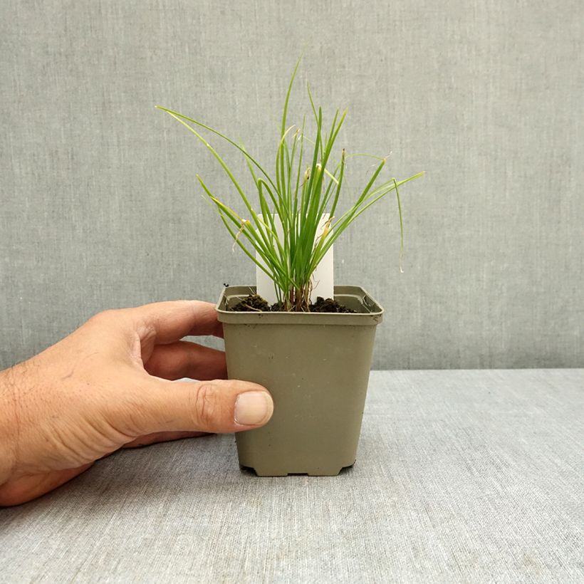 Esemplare di Aglio cinese (piante) Vasetto da 8/9 cm consegnato in estate