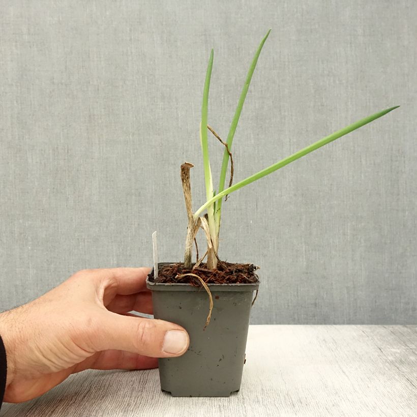 Esemplare di Cipolla d'inverno Bio Vasetto da 7/8 cm come consegnato in autunno