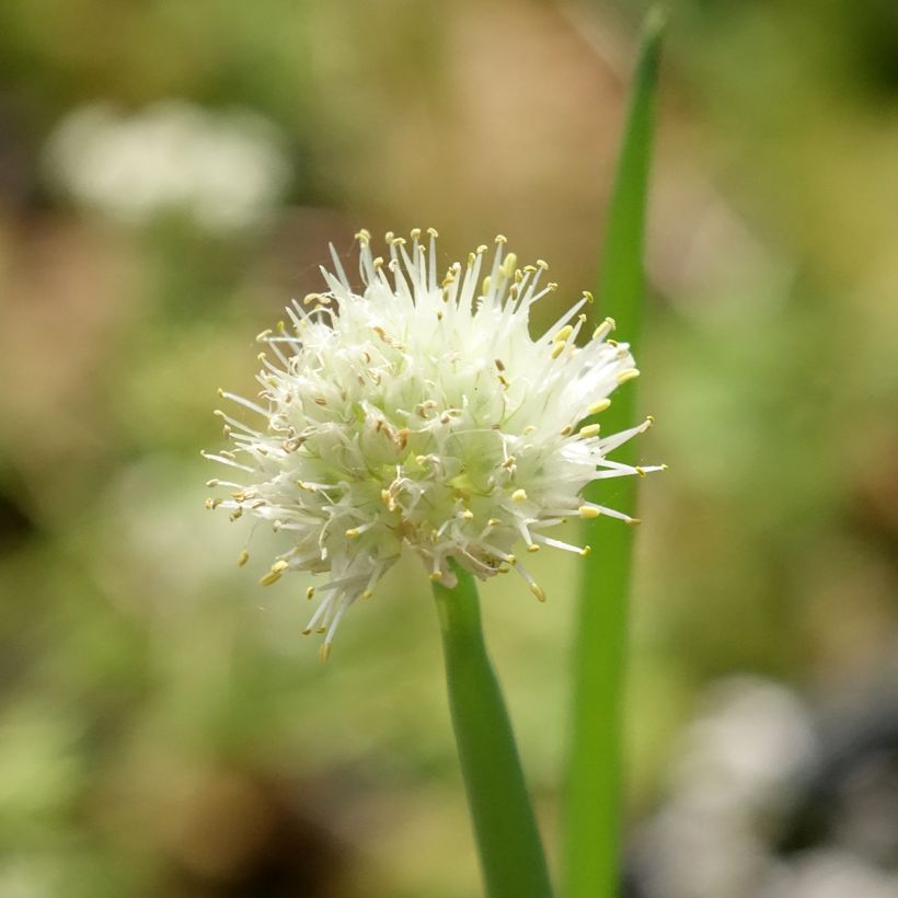 Cipolla d'inverno Bio (Fioritura)