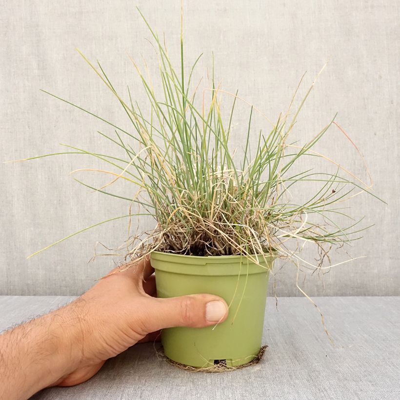 Esemplare di Cipolla d'inverno Bio Vaso da 1L/1,5L come consegnato in autunno