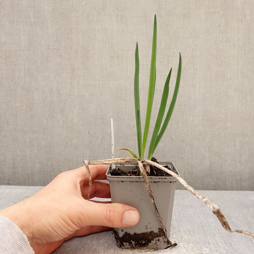 Cipolla d'inverno (piante) Vasetto da 8/9 cm taglia I esemplare consegnato in inverno