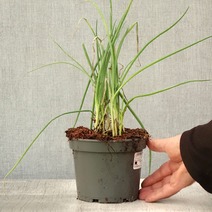 Esemplare di Cipolla d'inverno (piante) Vaso da 1,5L/2L come consegnato in autunno