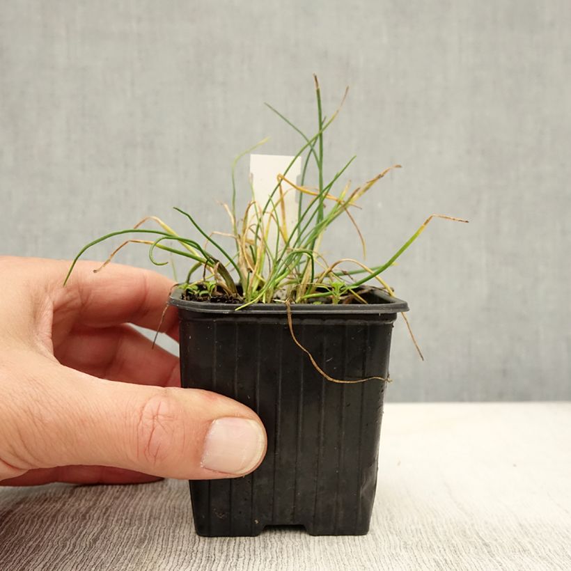 Esemplare di Erba cipollina Corsican White Vasetto da 8/9 cm come consegnato in autunno