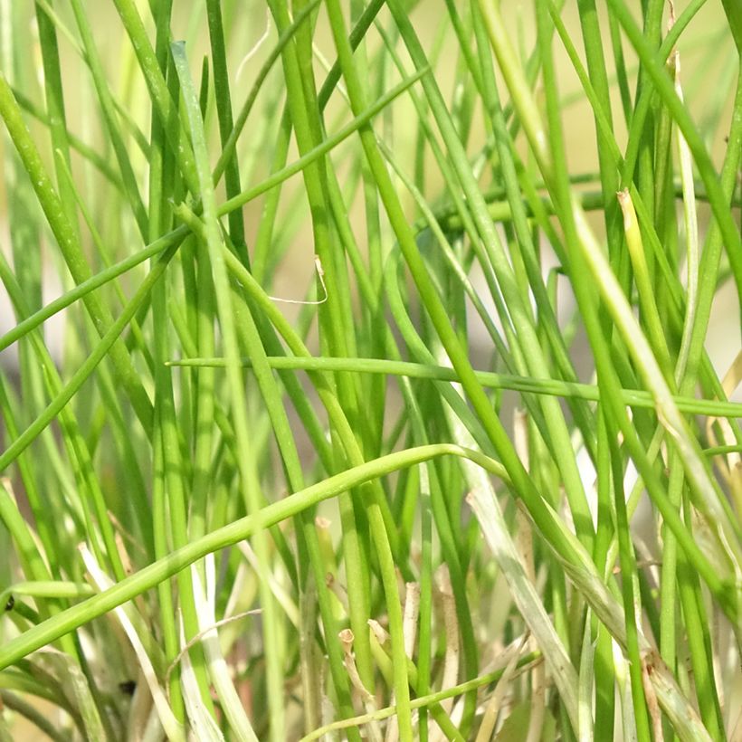 Erba cipollina Corsican White (Fogliame)