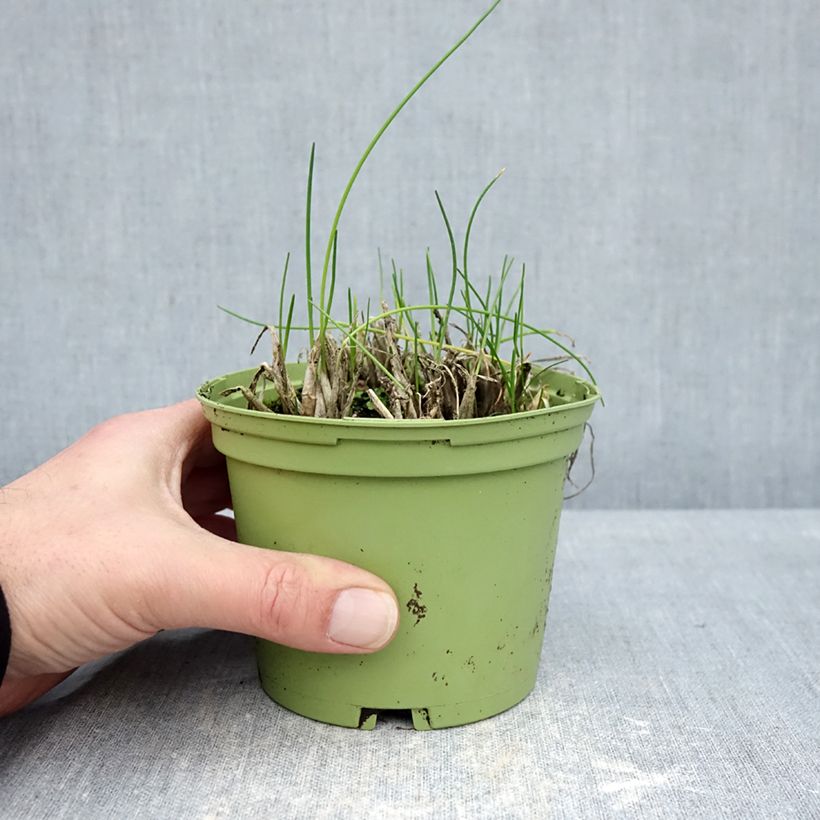Erba cipollina Bio (piante) Vaso da Ø 10 cm/11 cm esemplare consegnato in inverno