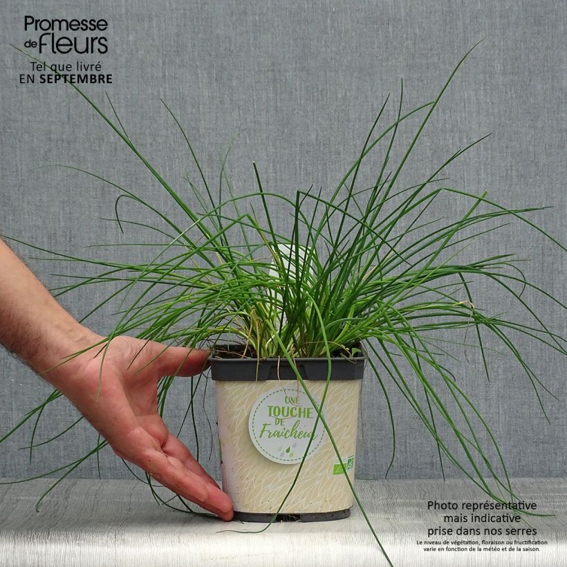 Esemplare di Erba cipollina Bio (piante) Vaso da 2L/3L come consegnato in autunno