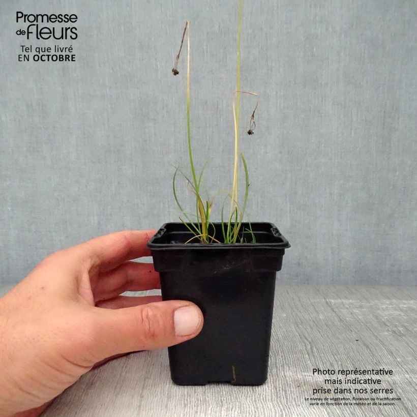 Esemplare di Aglio cinese Bio Vasetto da 7/8 cm come consegnato in autunno