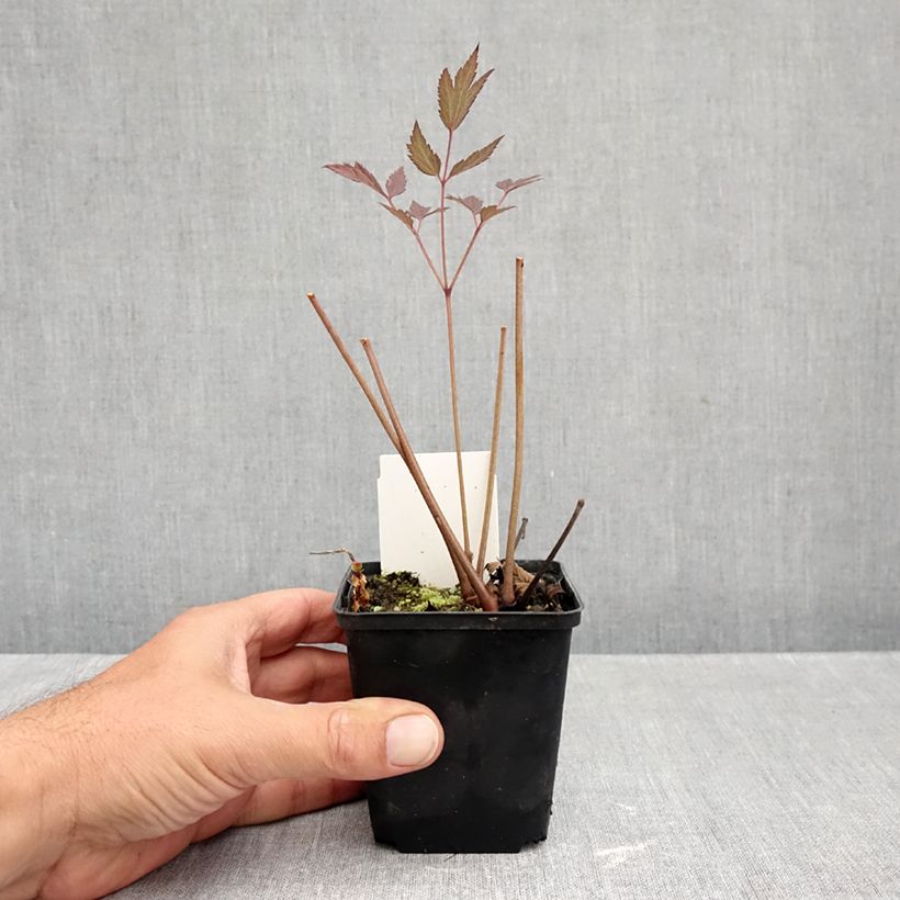 Esemplare di Actaea Queen of Sheba - Cimicifuga Vasetto da 8/9 cm come consegnato in autunno