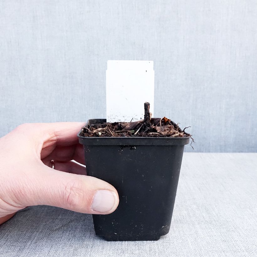 Actaea Queen of Sheba - Cimicifuga Vasetto da 8/9 cm esemplare consegnato in inverno