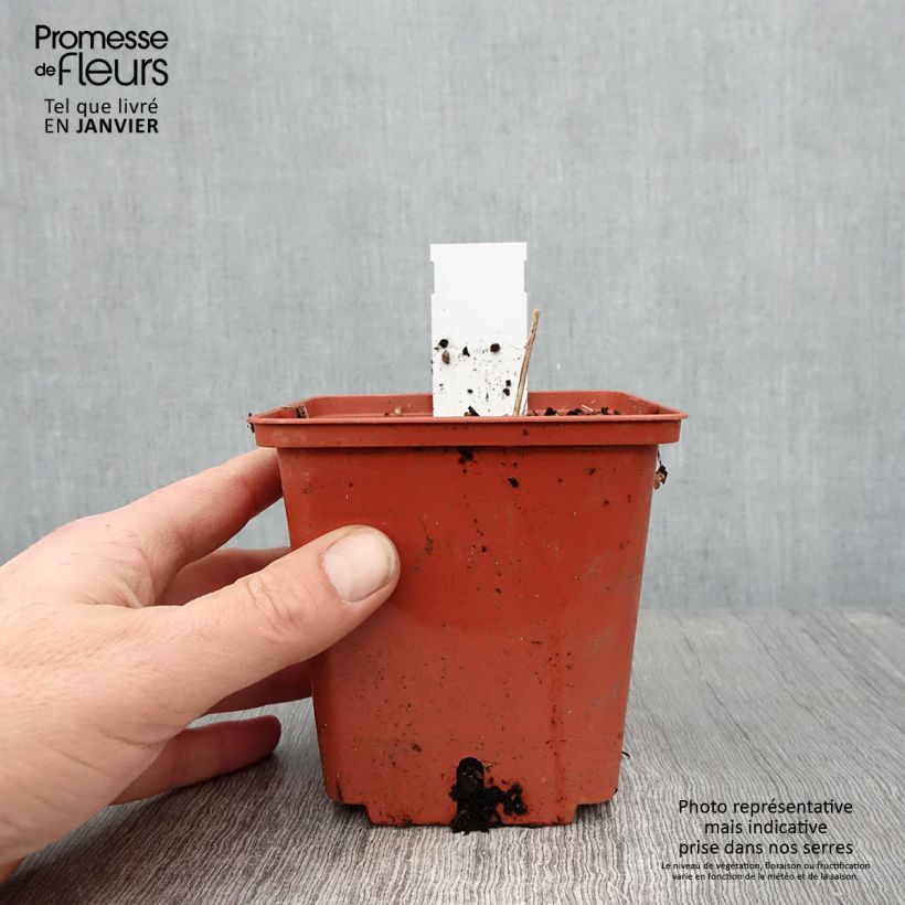 Actaea matsumurae White Pearl - Cimicifuga Vaso da 1,5L/2L esemplare consegnato in inverno