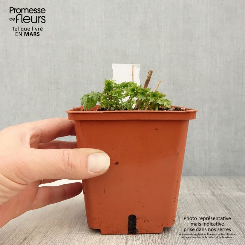 Actaea matsumurae White Pearl - Cimicifuga Vaso da 1,5L/2L esemplare consegnato in primavera