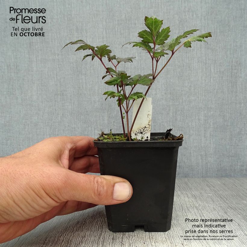 Esemplare di Cimicifuga simplex Atropurpurea - Actaea Vasetto da 8/9 cm come consegnato in autunno