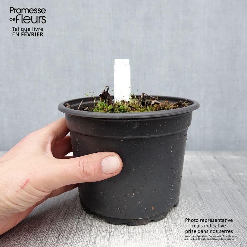 Cimicifuga simplex Atropurpurea - Actaea Vaso da 2L/3L esemplare consegnato in inverno