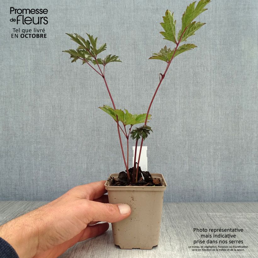 Esemplare di Cimicifuga simplex Brunette - Actaea Vasetto da 8/9 cm come consegnato in autunno