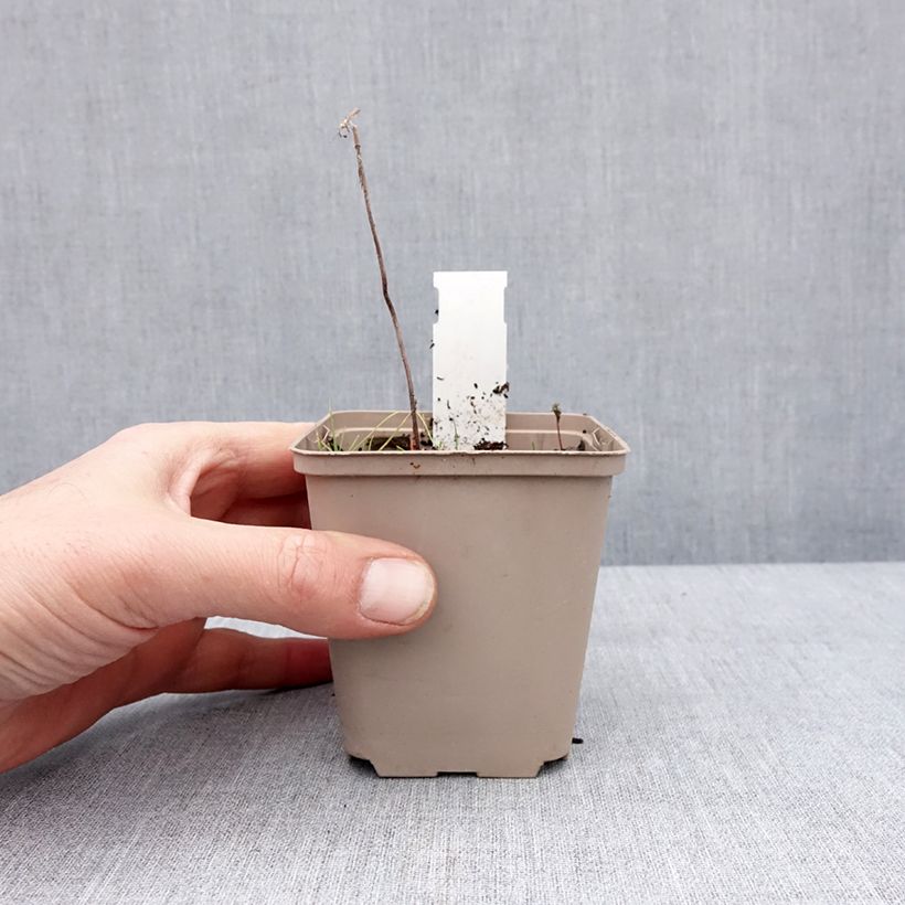 Cimicifuga simplex Chocoholic - Actaea Vasetto da 8/9 cm esemplare consegnato in inverno