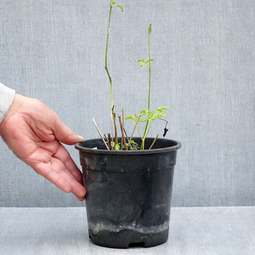 Esemplare di Cimicifuga simplex Chocoholic - Actaea Vaso da 2L/3L come consegnato in autunno