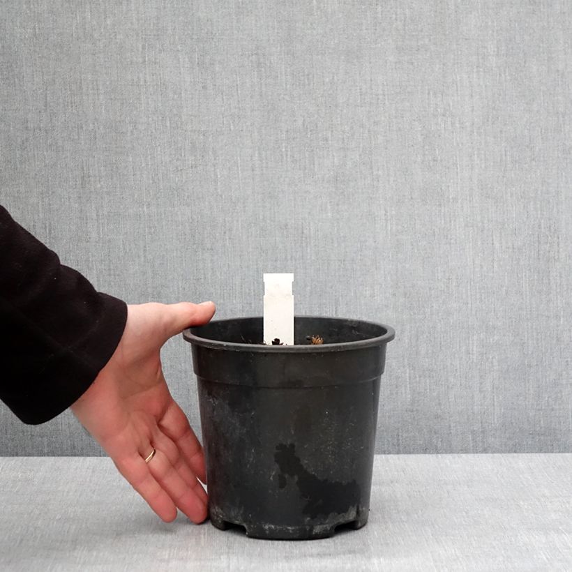 Cimicifuga simplex Chocoholic - Actaea Vaso da 2L/3L esemplare consegnato in inverno