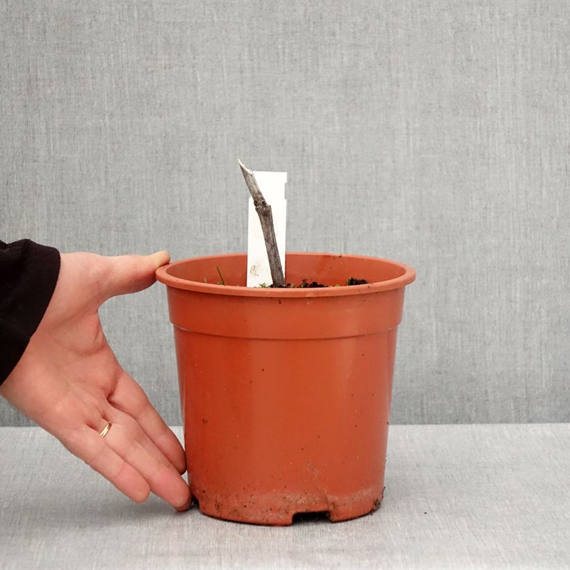 Cimicifuga simplex Chocoholic - Actaea Vaso da 2L/3L esemplare consegnato in primavera