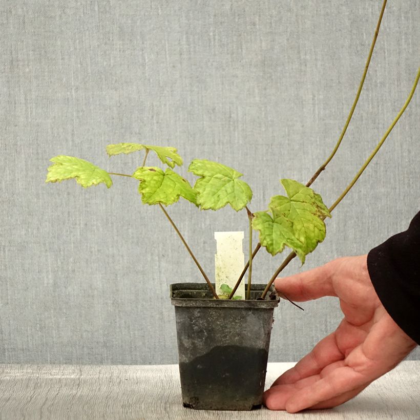 Esemplare di Actaea biternata Vasetto da 8/9 cm come consegnato in autunno