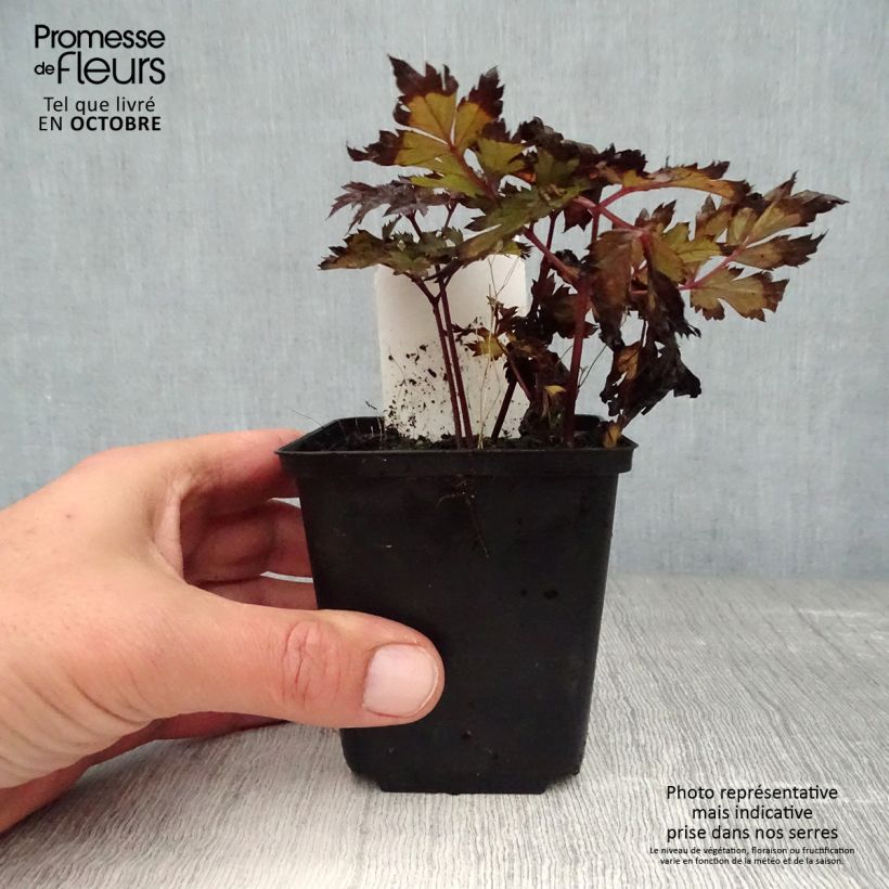 Esemplare di Cimicifuga simplex Pink Spike - Actaea Vasetto da 8/9 cm come consegnato in autunno