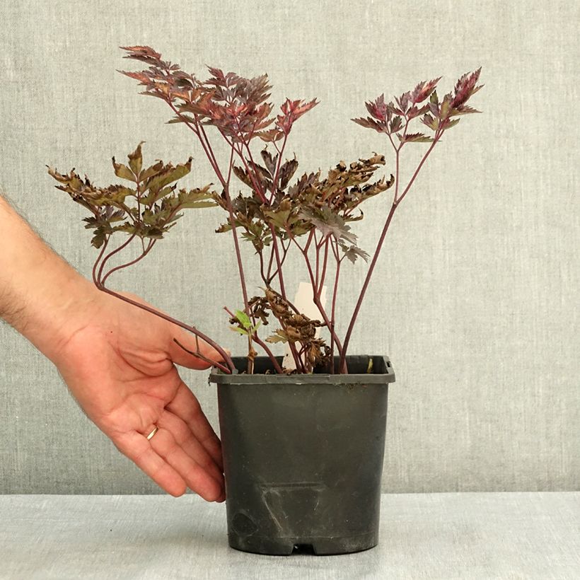 Esemplare di Cimicifuga simplex Pink Spike - Actaea Vaso da 2L/3L consegnato in estate