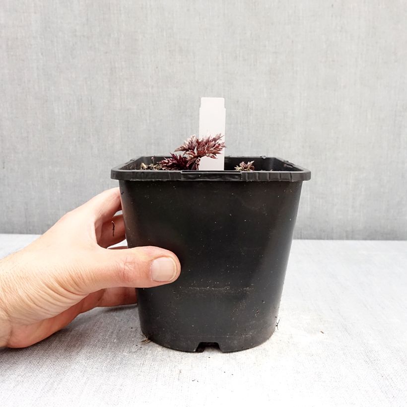 Cimicifuga simplex Pink Spike - Actaea Vaso da 2L/3L esemplare consegnato in primavera